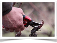 L'huilerie beaujolaise